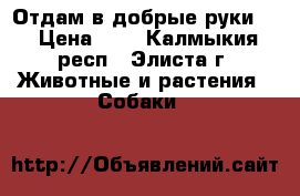 Отдам в добрые руки!  › Цена ­ 0 - Калмыкия респ., Элиста г. Животные и растения » Собаки   